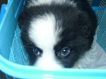 子犬　画像